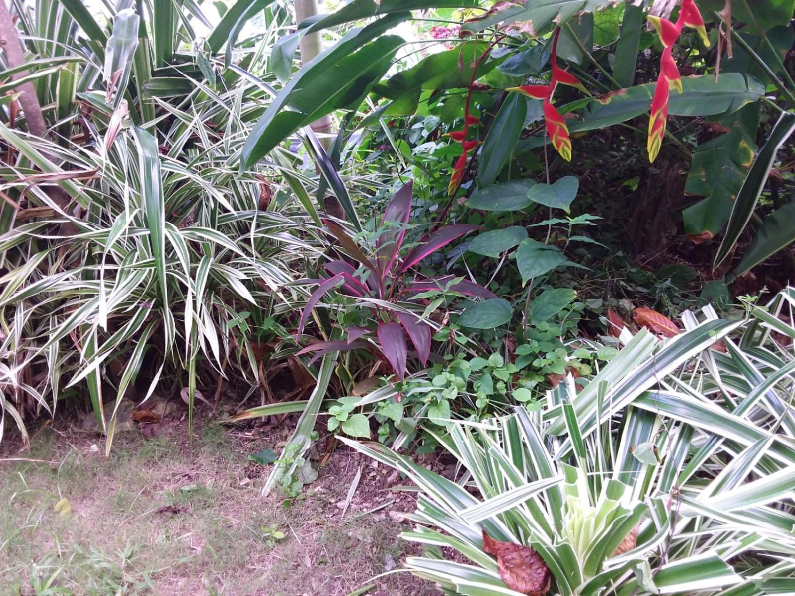 Port Antonio Brian'S Beach House Buitenkant foto