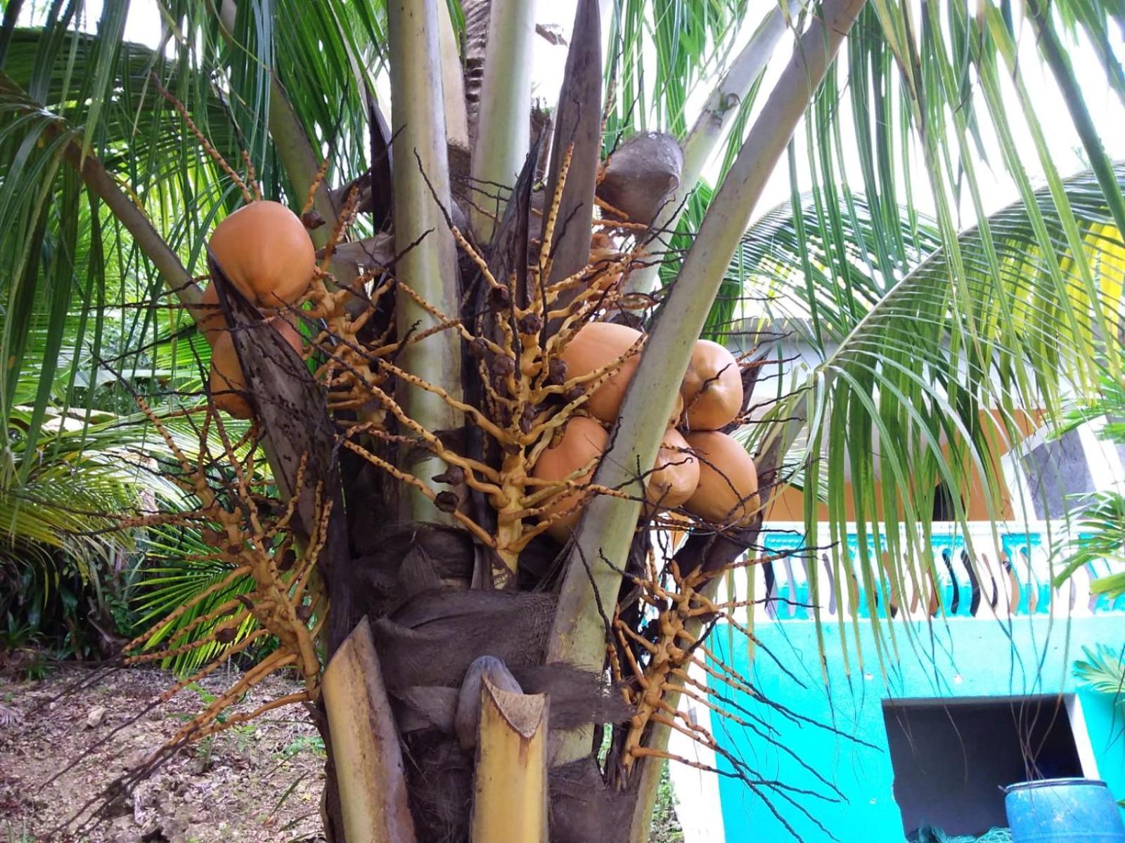 Port Antonio Brian'S Beach House Buitenkant foto